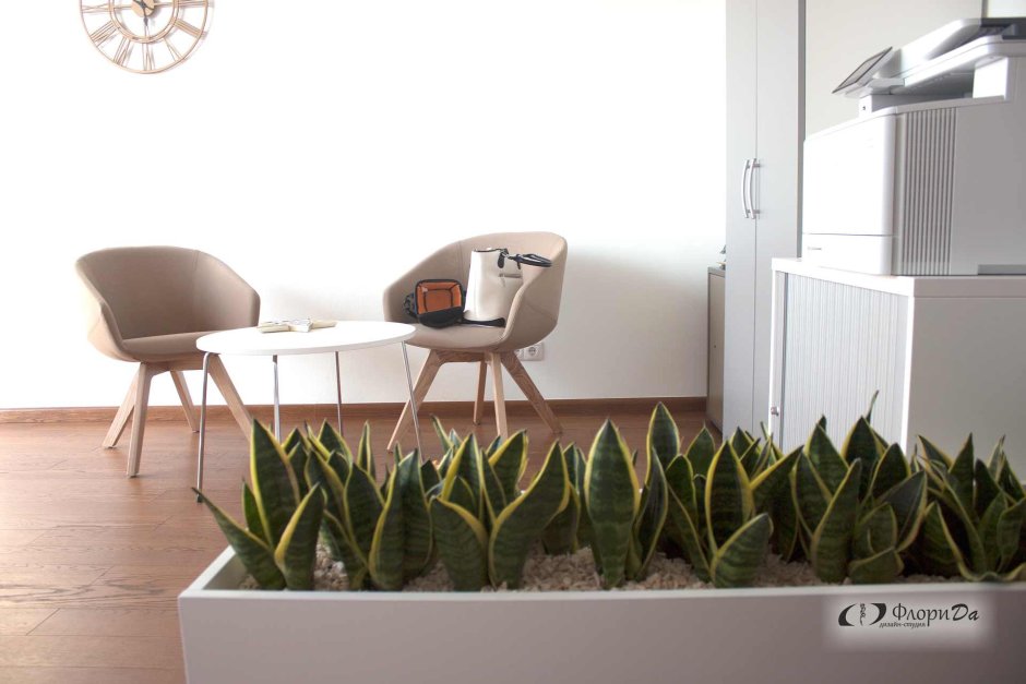 Сансевиерия Лауренти