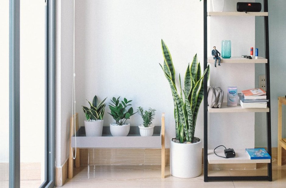 Сансевиерия и замиокулькас