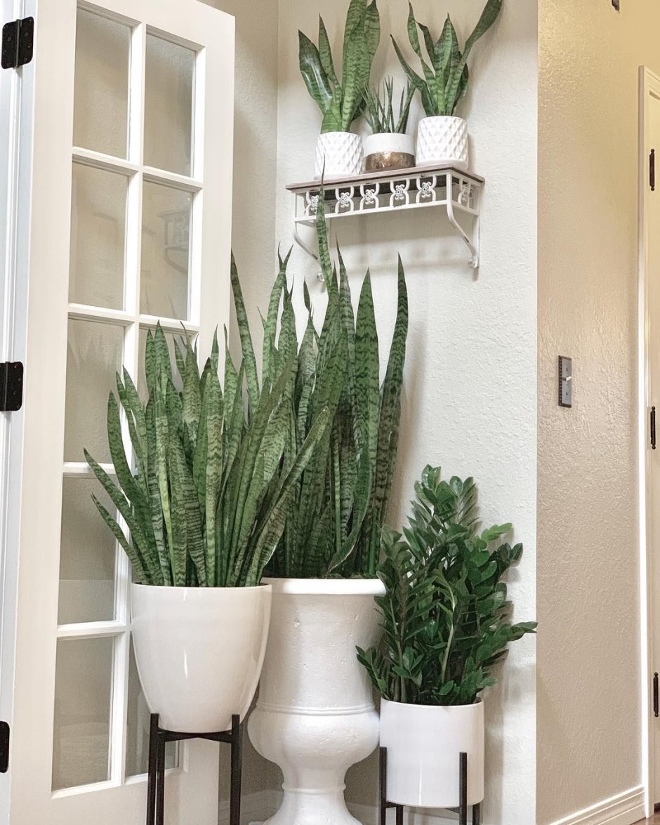 Сансевьера фитодизайн