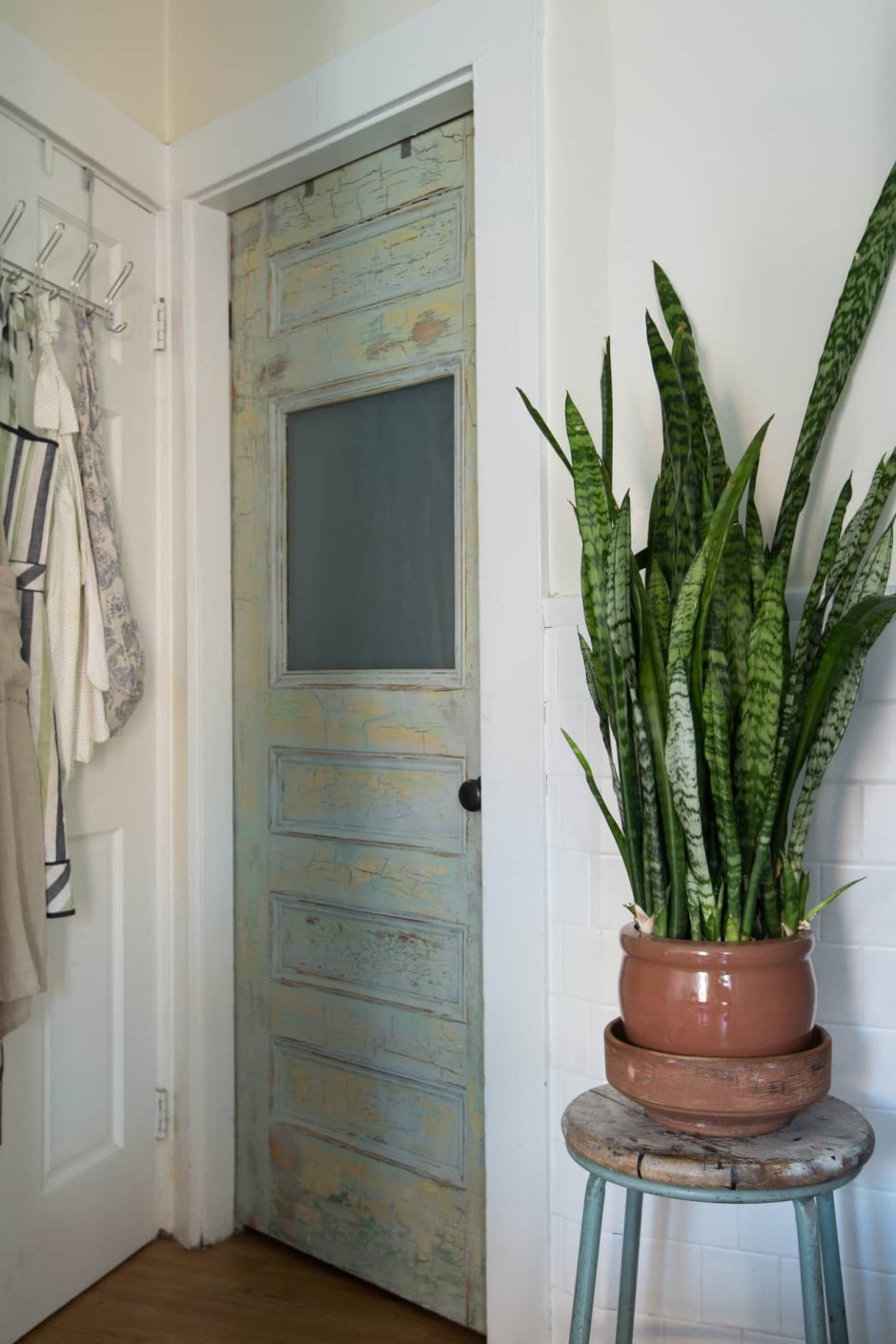 Спатифиллум сансевьера