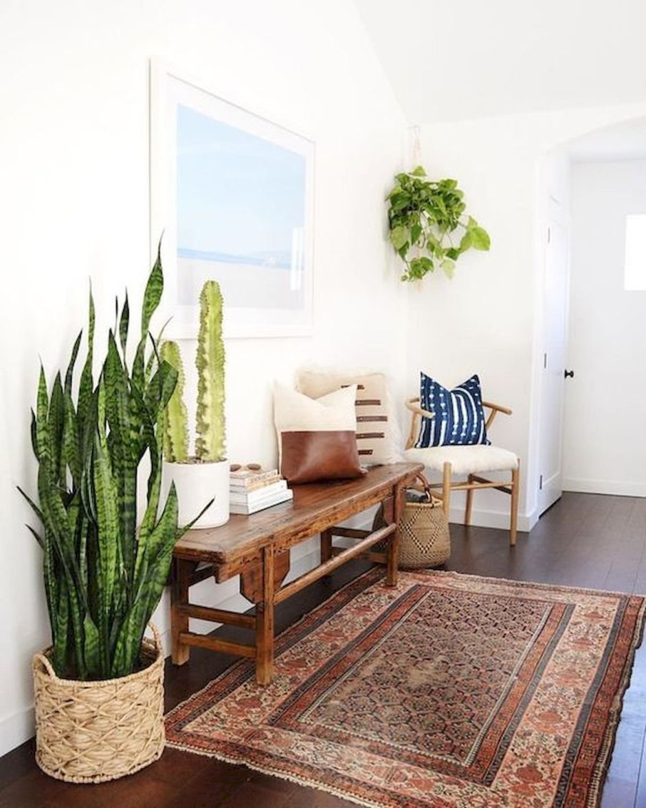 Сансевиерия плантс