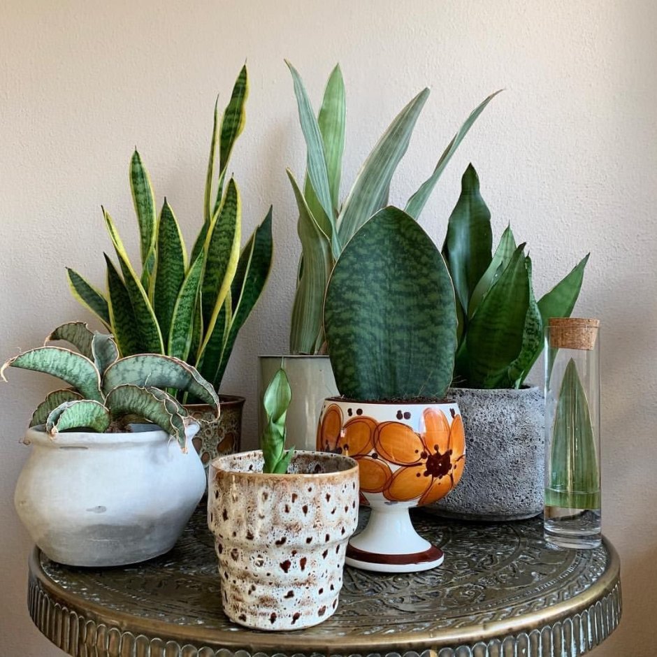 Суккулент Сансевиерия