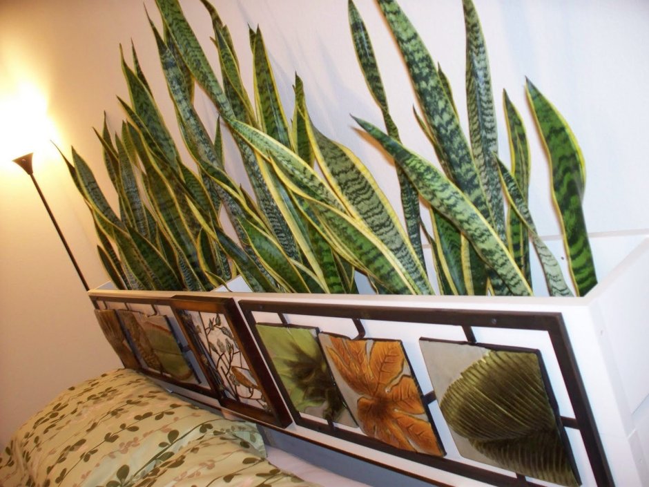 Растения в интерьере квартиры