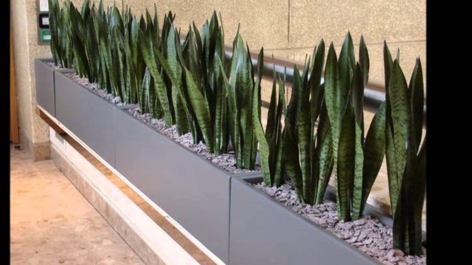 Неприхотливые комнатные цветы для квартиры