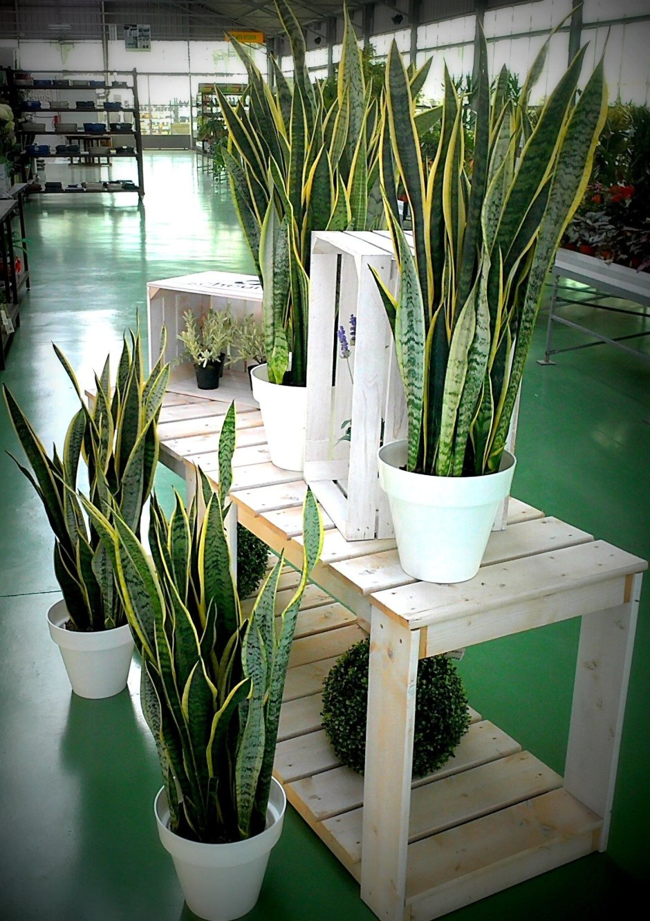 Сансевиерия фитодизайн