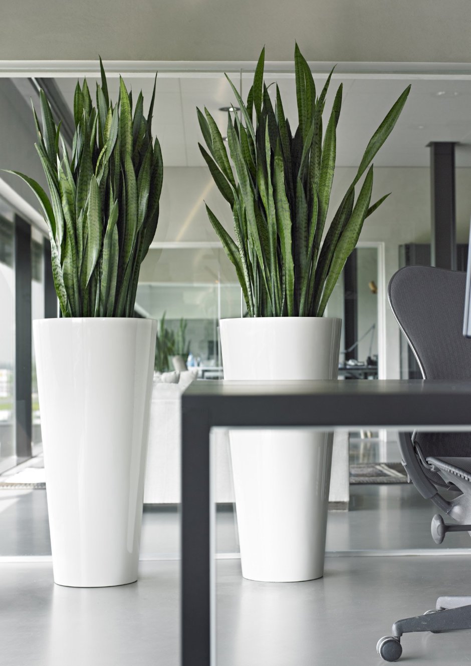 Сансевиерия щучий хвост в интерьере