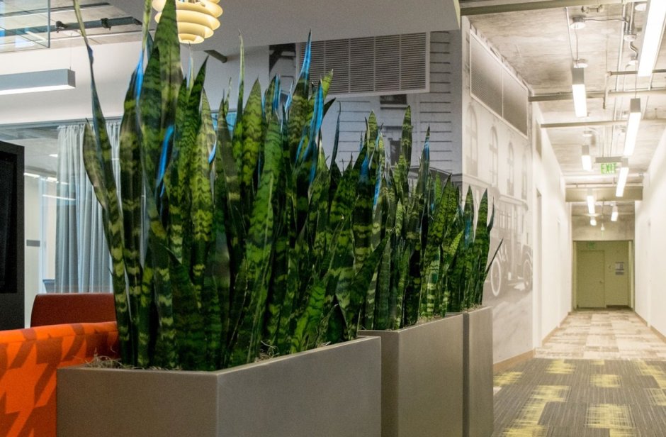 Суккулент Сансевиерия