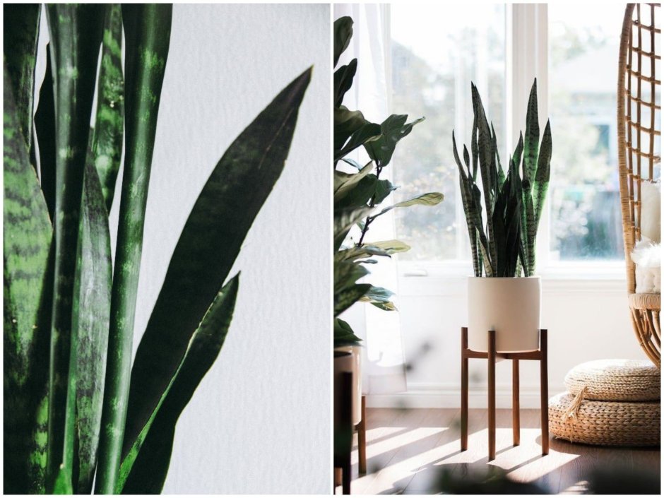 Сансевиерия Бали