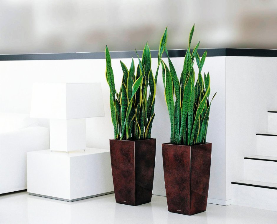 Суккулент Сансевиерия