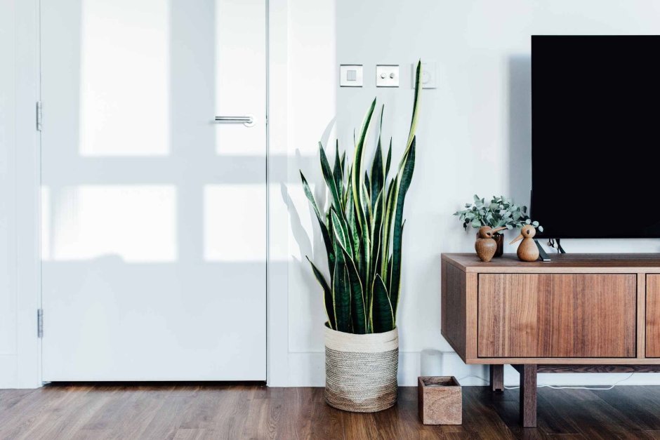 Сансевиерия в интерьере гостиной фото