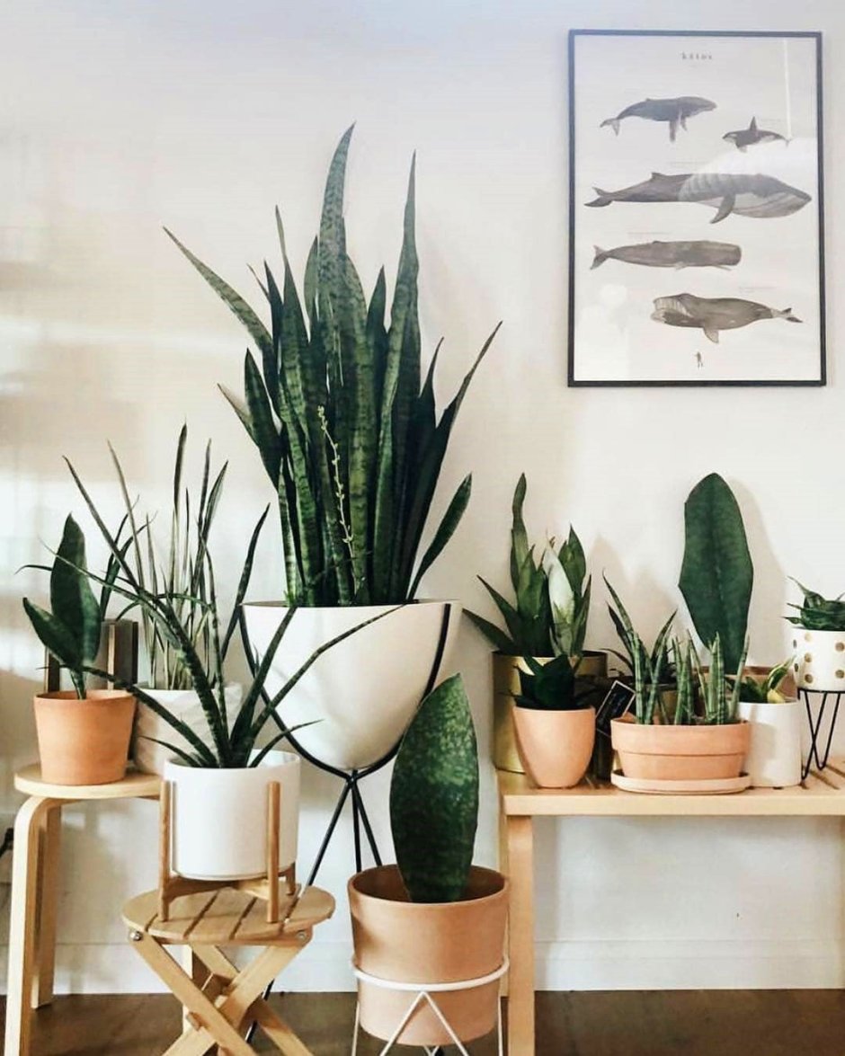 Сансевиерия в интерьере кухни