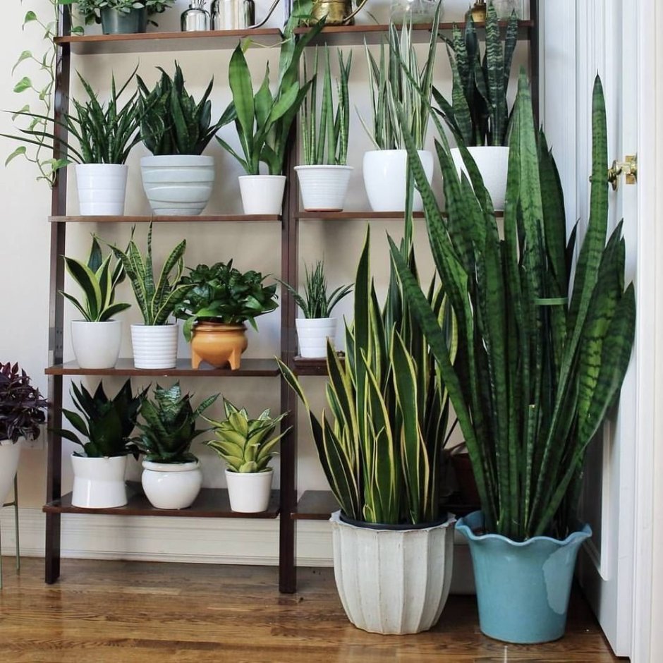 Хлорофитум и Сансевиерия