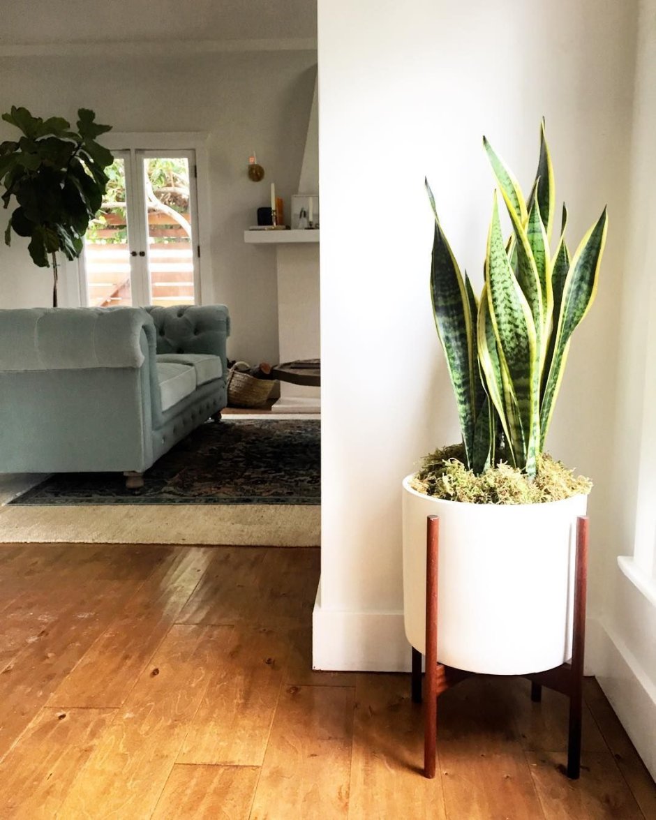 Сансевиерия в ванной комнате без окна