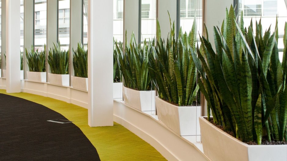 Сансевиерия плантс