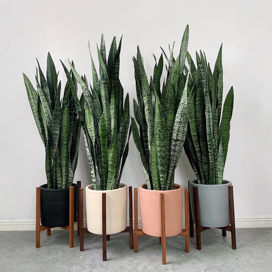 Сансевиерия tough Lady