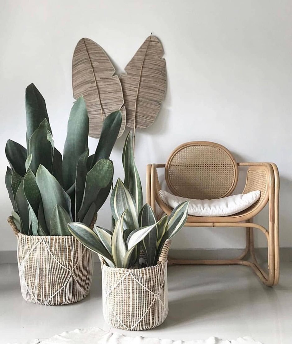 Сансевиерия в дизайне интерьера