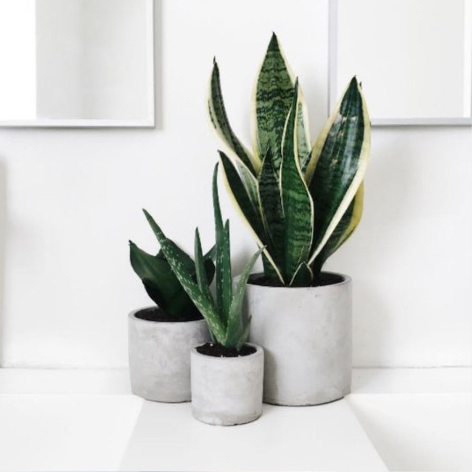 Диффенбахия сансевьера