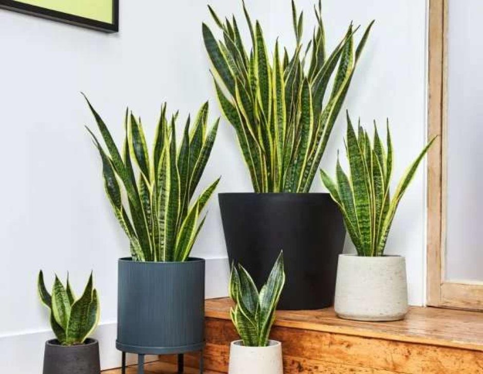 Диффенбахия сансевьера