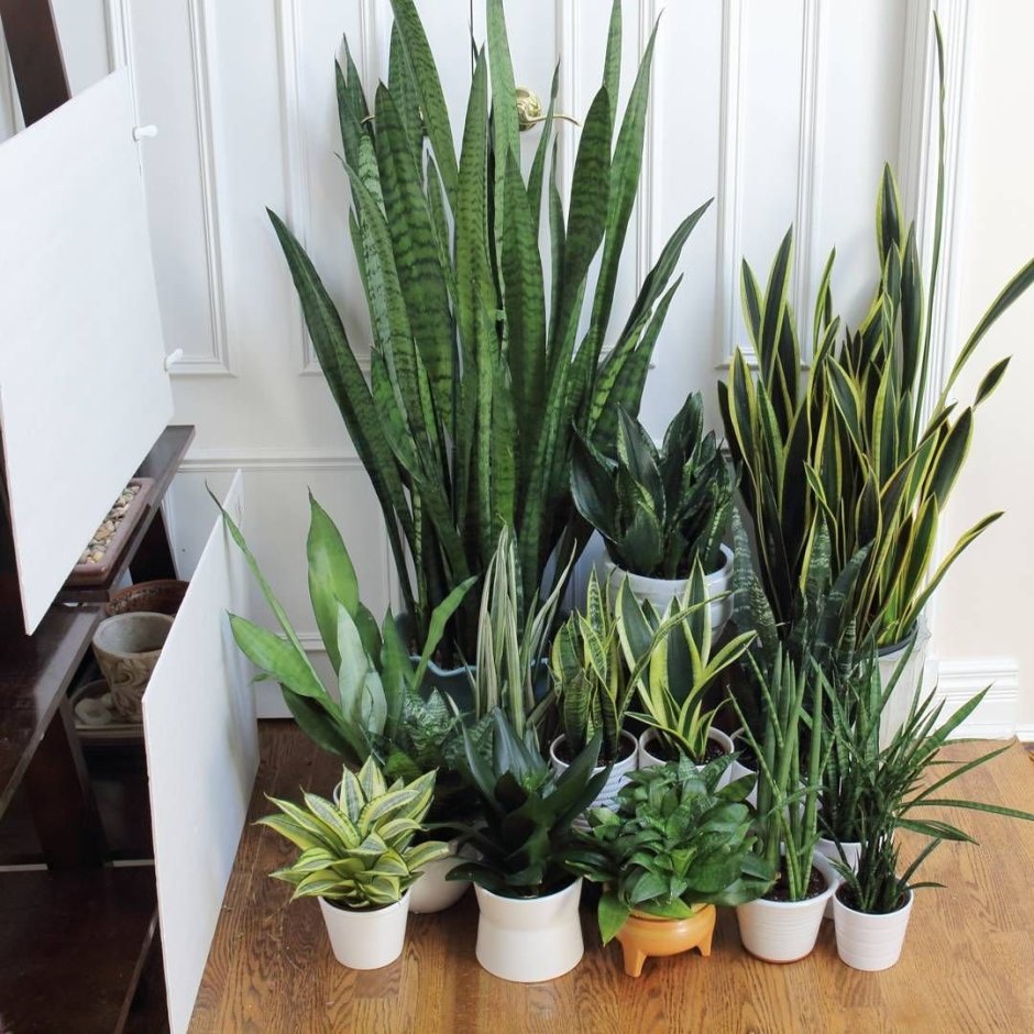 Сансевиерия Блэк Мун