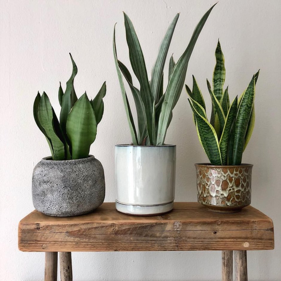 Сансевьера фитодизайн