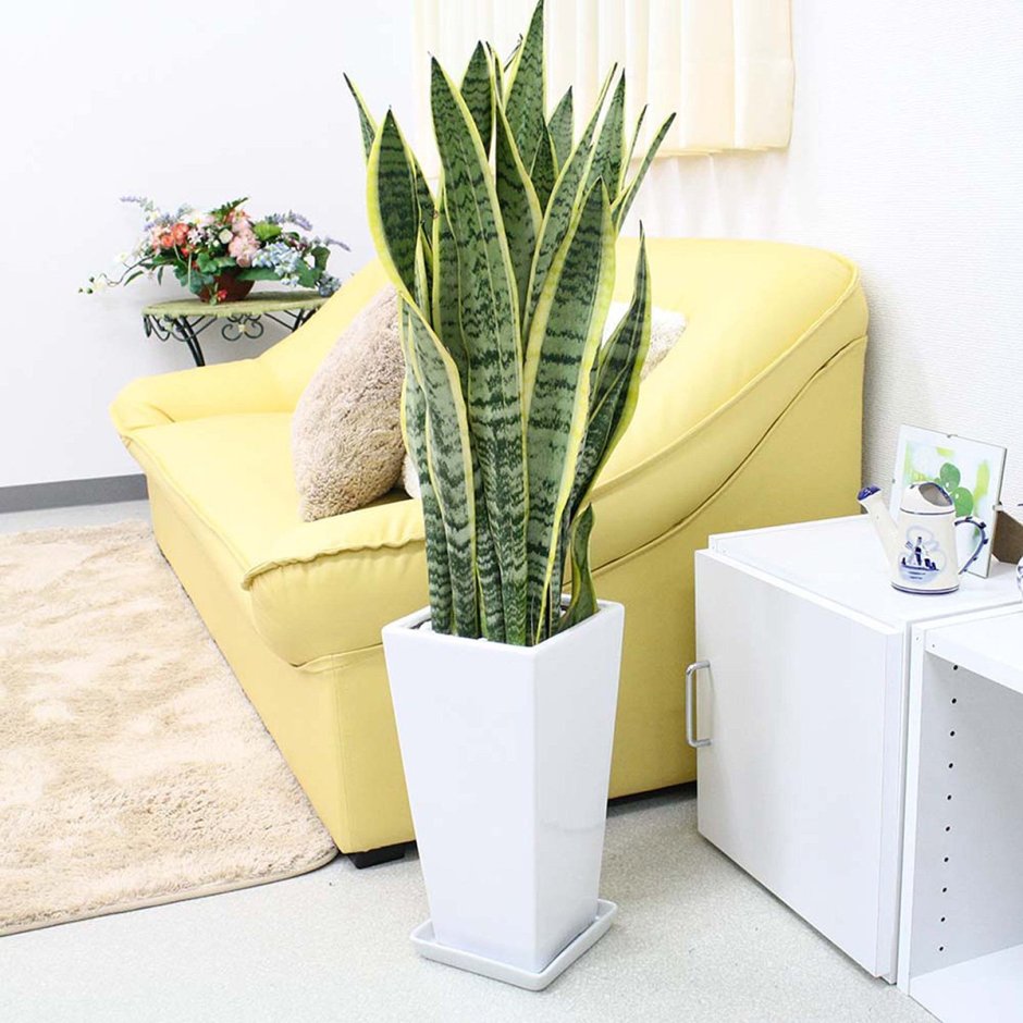 Сансевиерия в интерьере