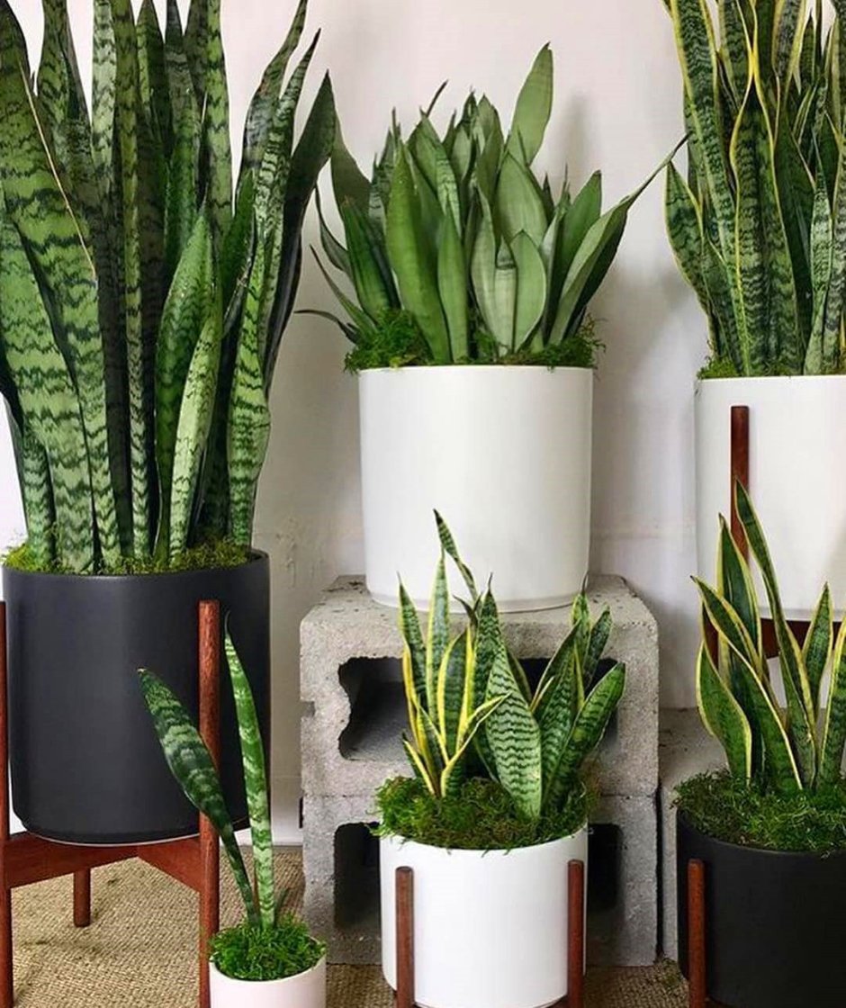 Сансевиерия в горшке