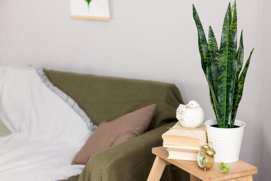 Щучий хвост в интерьере квартиры