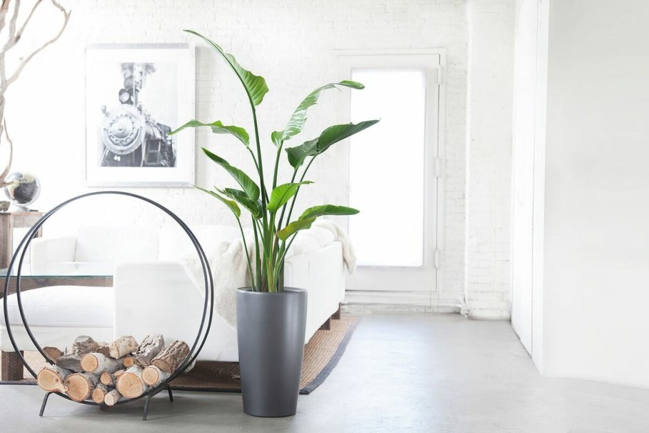 Сансевиерия Лауренти в интерьере