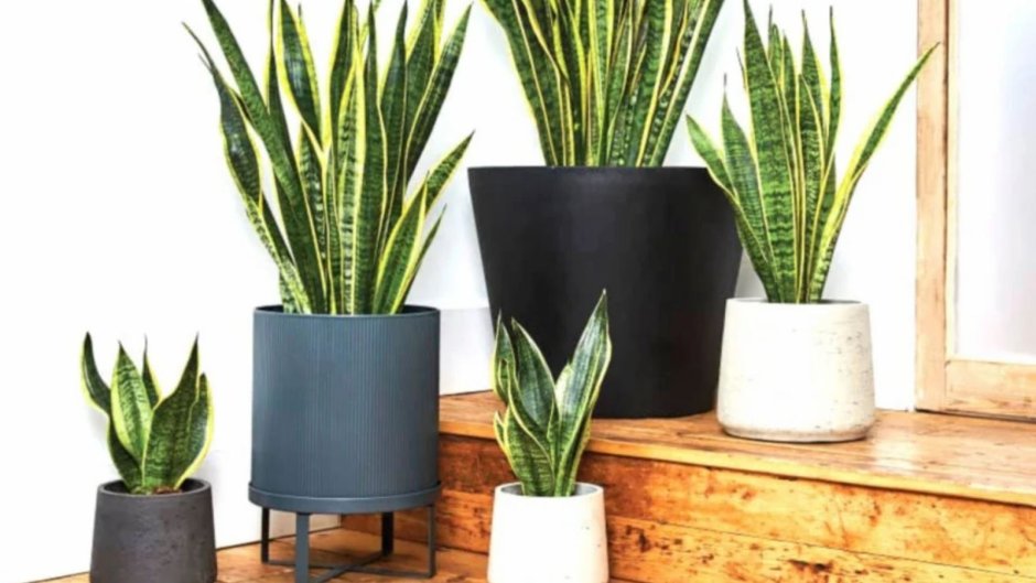 Сансевиерия икеа