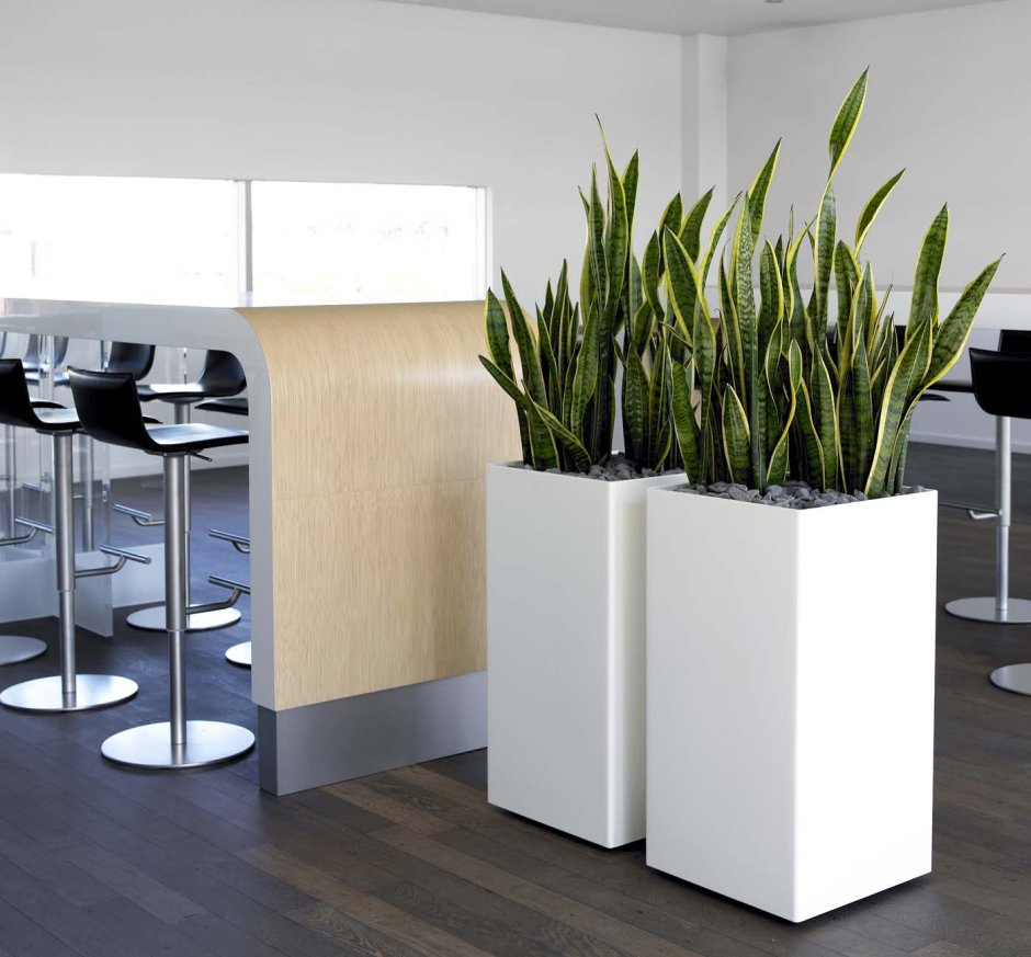 Сансевиерия спатифиллум