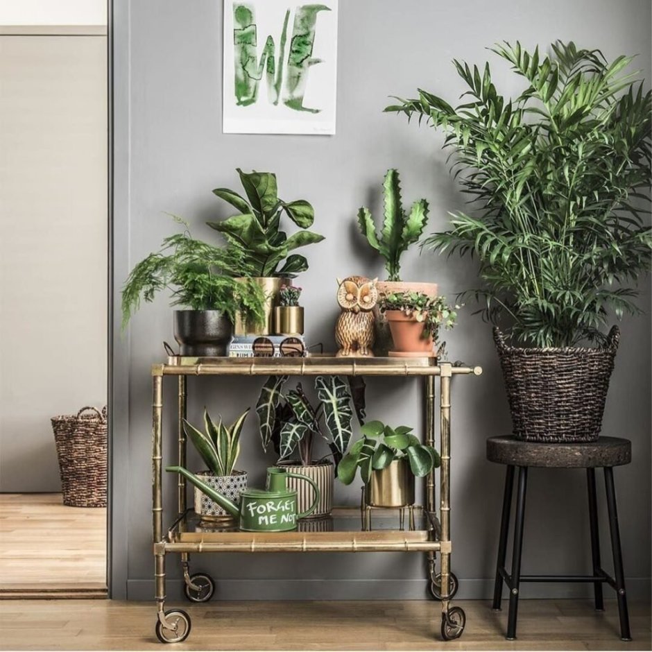 Сансевьера фитодизайн