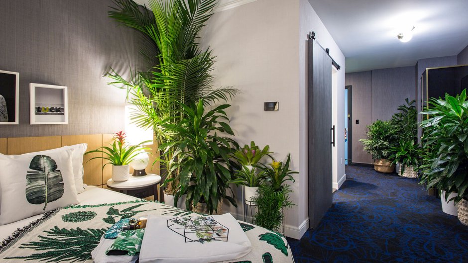 Фикус Бенджамина в интерьере