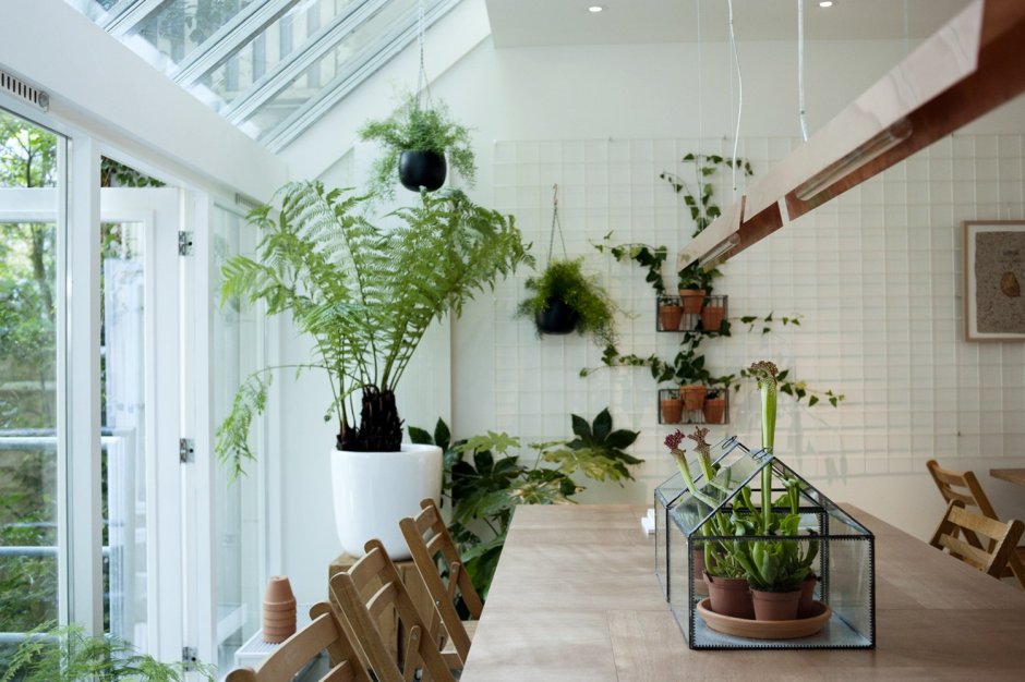 Спатифиллум в горшке