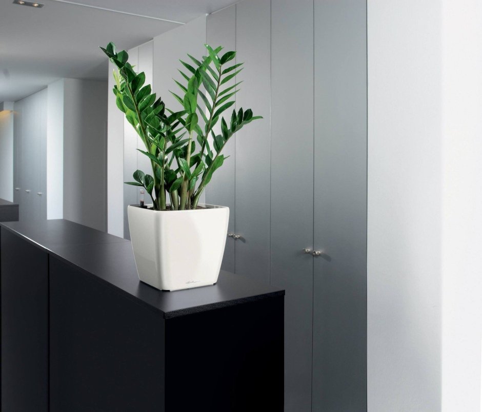 Green Sun фитостены