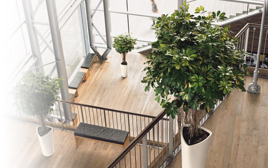 Озеленение офиса