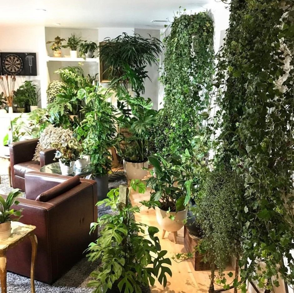 Бюро фитодизайна фикус