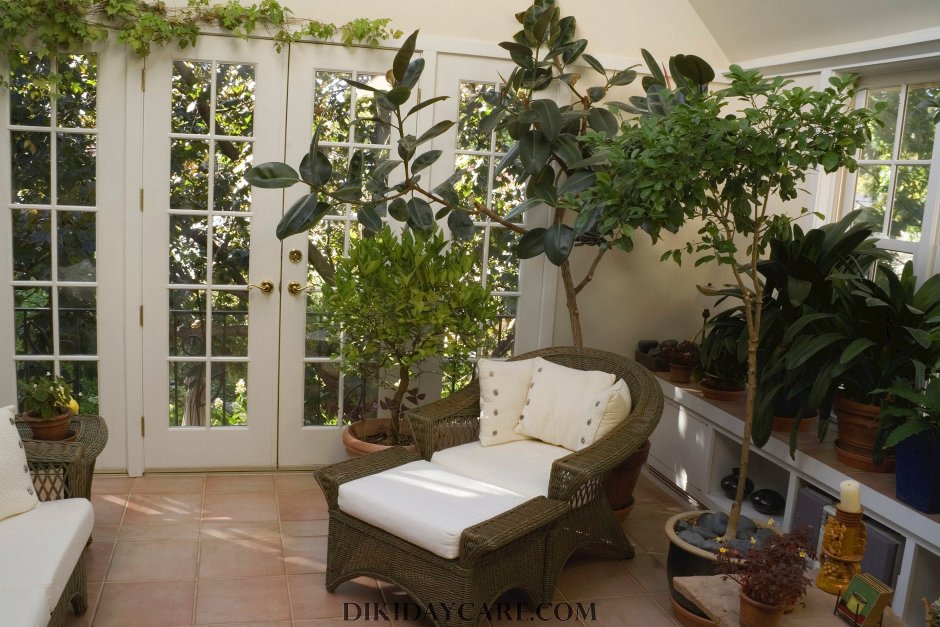 Комнатные растения для северных комнат