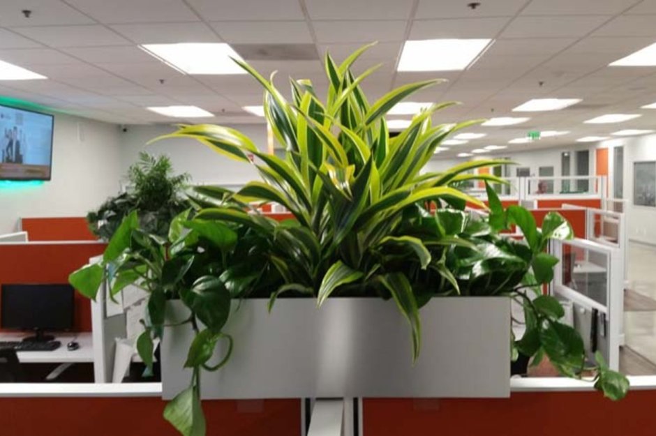 Перегородка с растениями