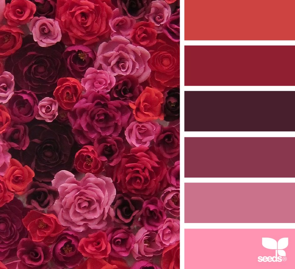 Цветовая палитра пион фуксия