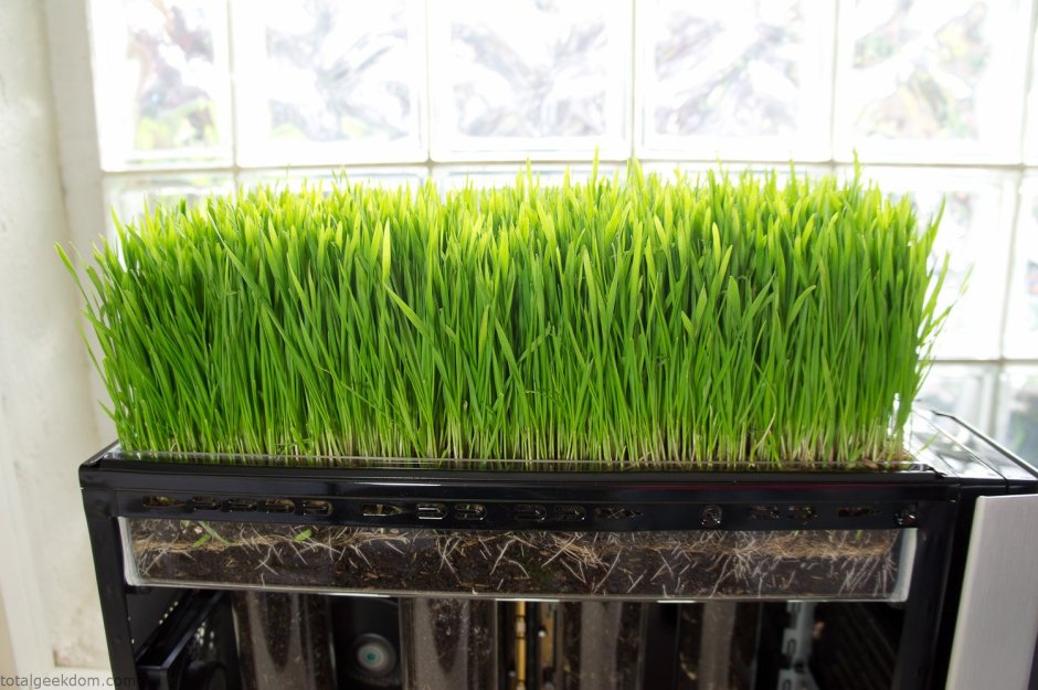 Газон в горшке