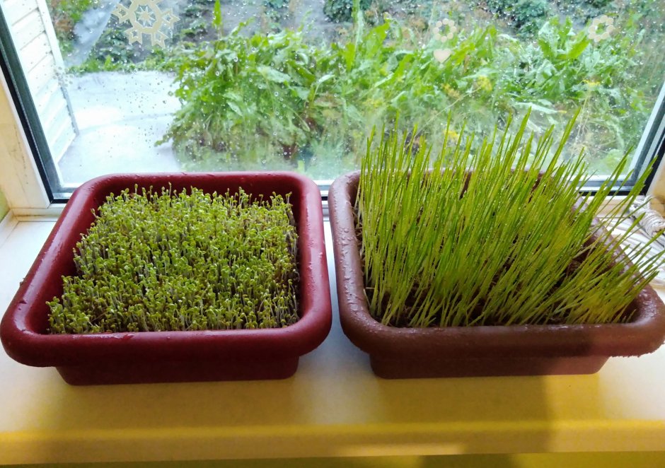 Овес пророщенный газон