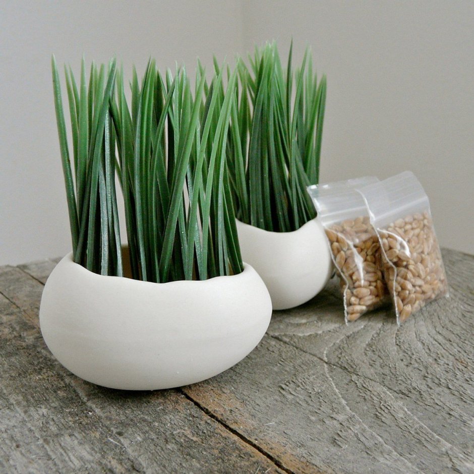 Пшеница в горшке декор