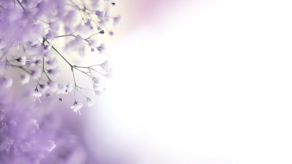 Светло фиолетовые цветы