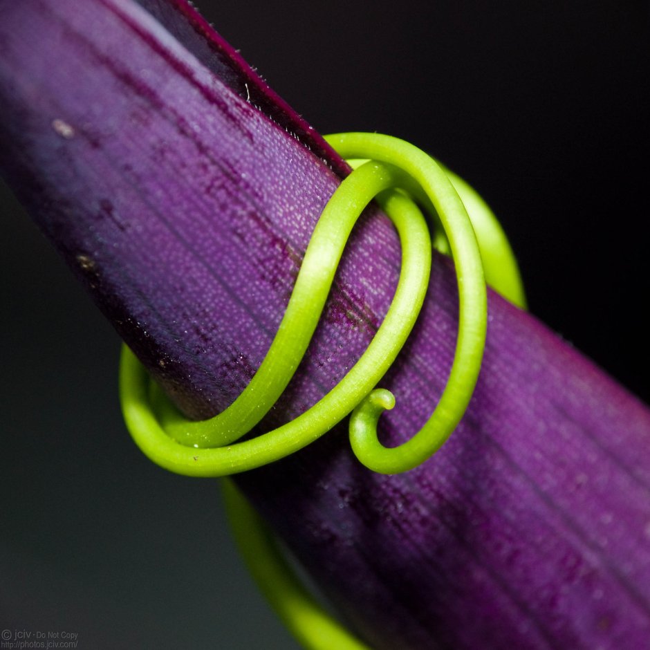 Сиреневый и салатовый