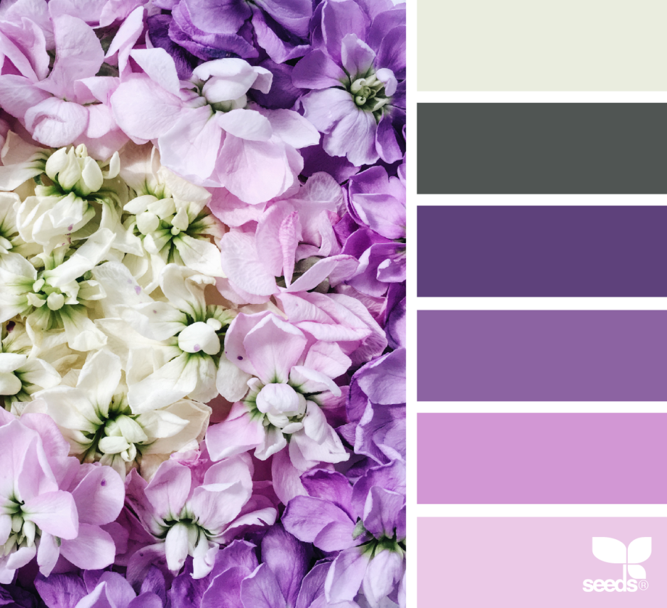 Палитра Сидс сирень