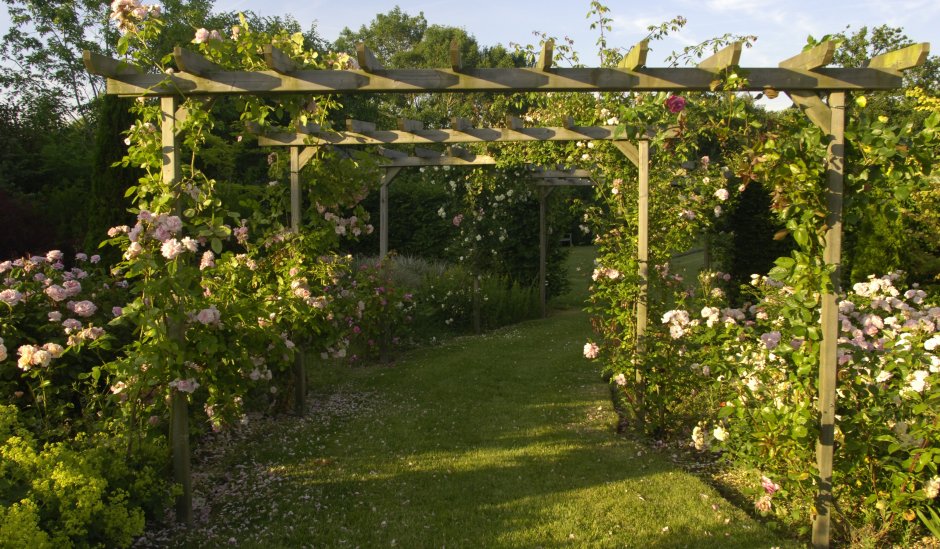 Пергола для актинидии