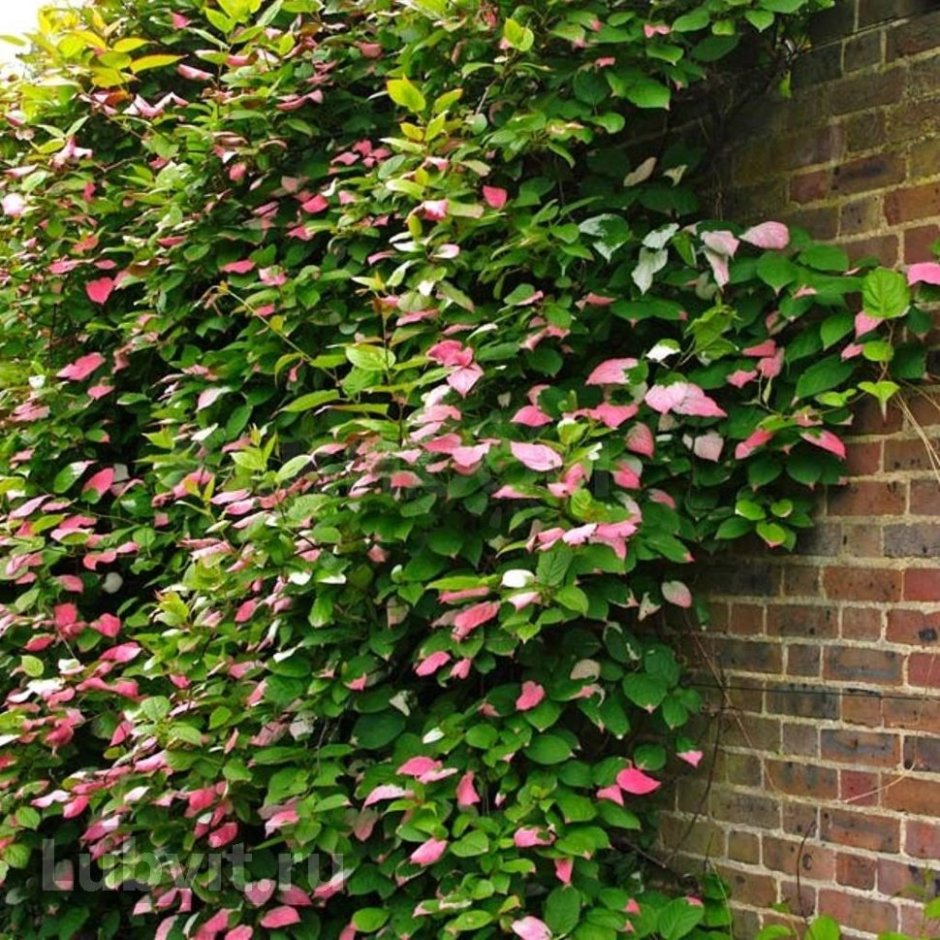 Лиана актинидия