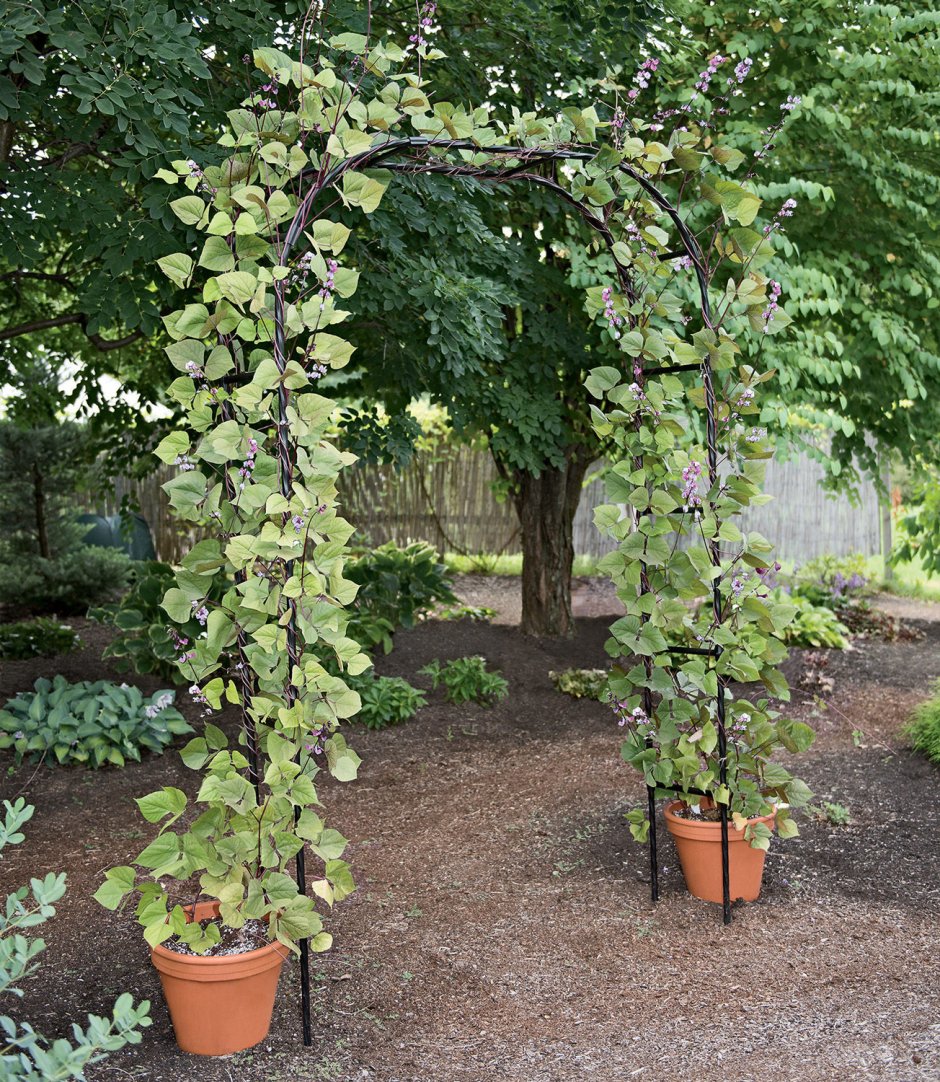 Пергола для актинидии