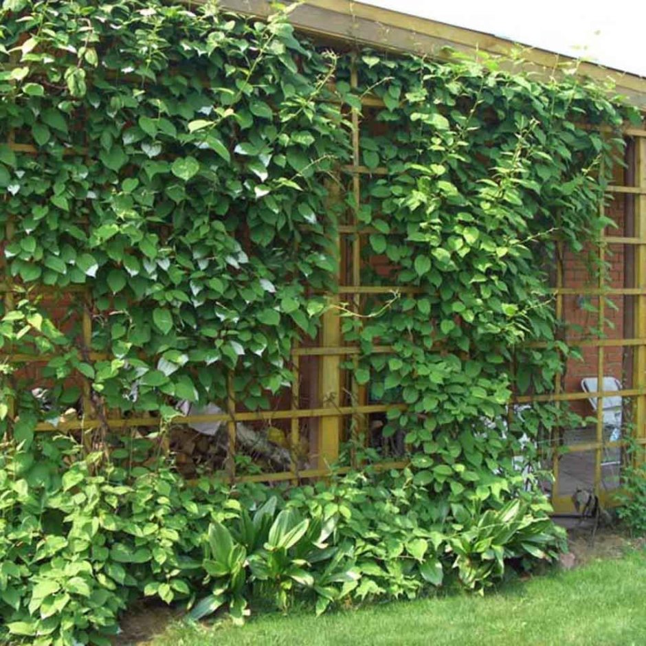 Лиана актинидия