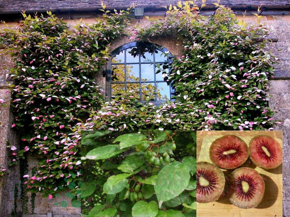 Девичий виноград на садовой арке